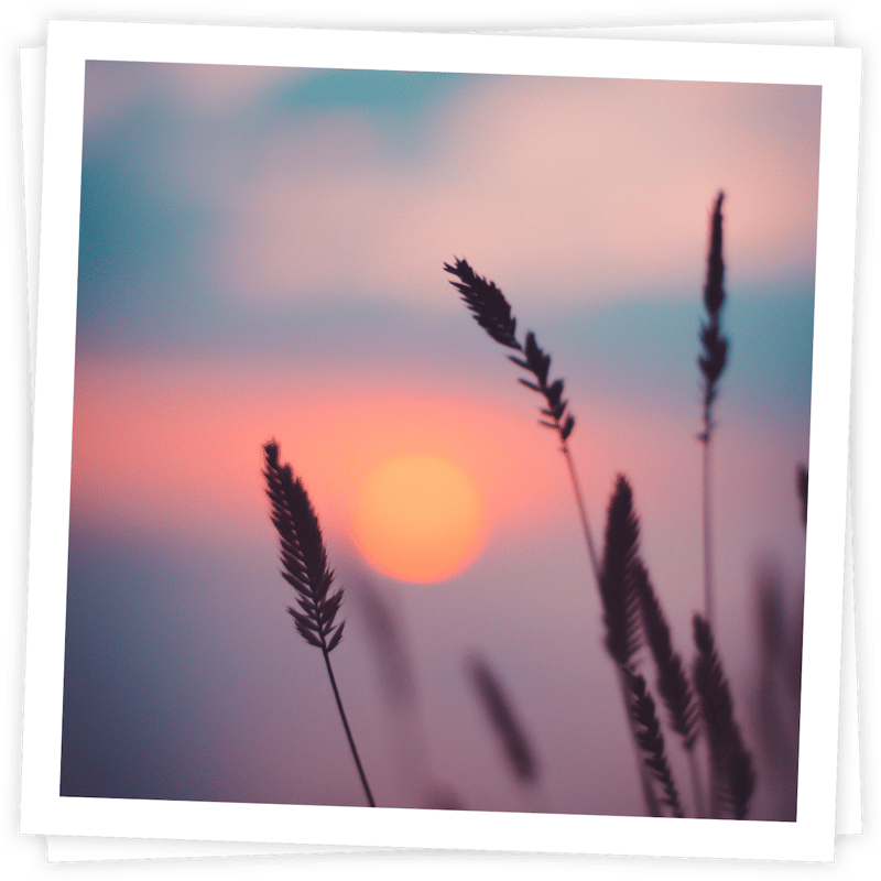 Photo of beach ferns with unset in the background Photo of beach ferns with unset in the background